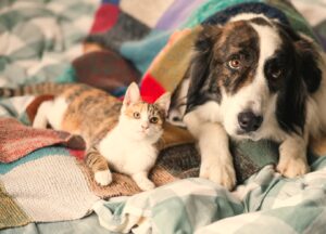 Cachorro e gato podem conviver juntos?