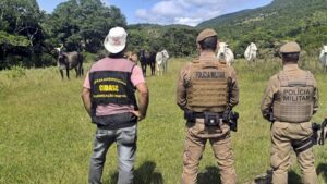 Ações são promovidas para prevenir a Farra do boi