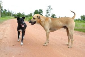 Bem-Estar Animal de Capivari já fez 500 atendimentos