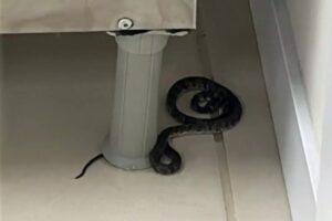 Filhote de Jararaca é encontrado em escola na capital