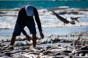 Pesca Tainha: Restrição pode afetar famílias de Palhoça