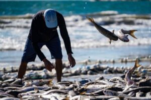 Pesca Tainha: Restrição pode afetar famílias de SC