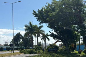 Poda é realizada para facilitar tráfego de caminhões
