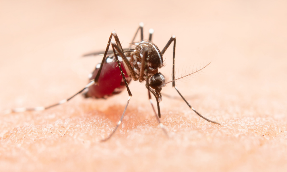 Tubarão chega a 170 focos do Aedes aegypti
