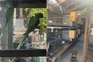 Aves silvestres vítimas de maus-tratos são resgatadas