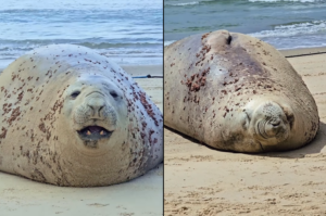 Segundo elefante-marinho aparece nas praias de Laguna