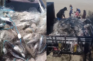 Uma tonelada de tainha é apreendida em Jaguaruna