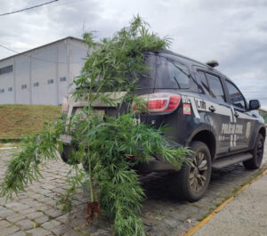 Maconha gigante é achada perto de creche em SC