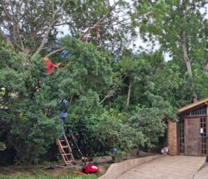 Árvore com risco de queda é removida no Rio Vermelho