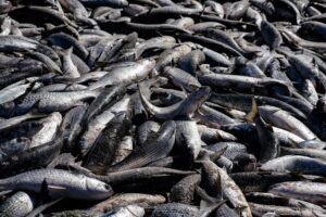 SC vai à Justiça contra limite da pesca da tainha