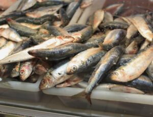 Baixou o preço do peixe em Itajaí