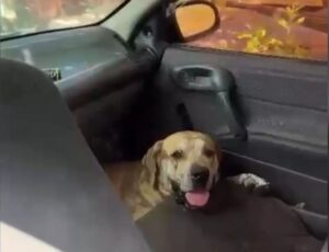 Tutor deixa cão no carro e revolta populares