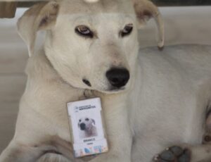 Conheça Branco, o doguinho que escolheu seu lar