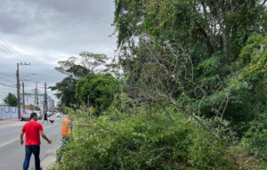 Fortes ventos derrubam árvore em Tubarão
