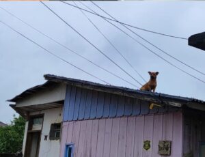 Cachorro caramelo dá trabalho aos bombeiros