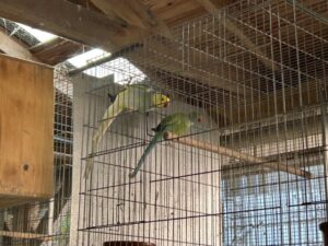 Crime contra aves silvestres é apurado em Imbituba