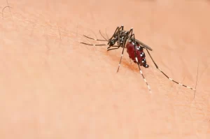 Crescimento de focos de dengue é registrado em Tubarão
