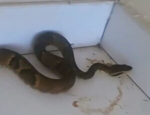 Vídeo: Jararaca é encontrada em motel em SC