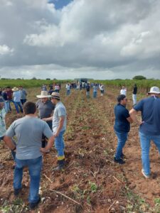 Safra da mandioca é aberta no Sul Catarinense