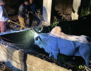 Estado intensifica ações contra a crueldade animal