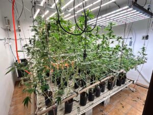 Laboratório de produção de skunk é desarticulado em SC