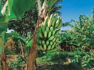 Horta Solidária em São José promove inclusão e sustento