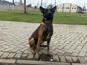 Como é a rotina de um cão policial?