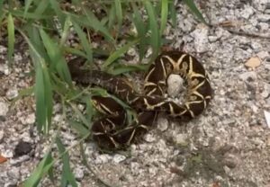 Serpente é resgatada de casa em Florianópolis