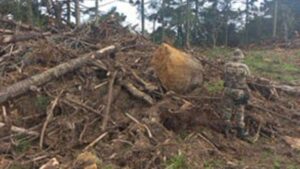 PM flagra desmatamento de cinco hectares em SC