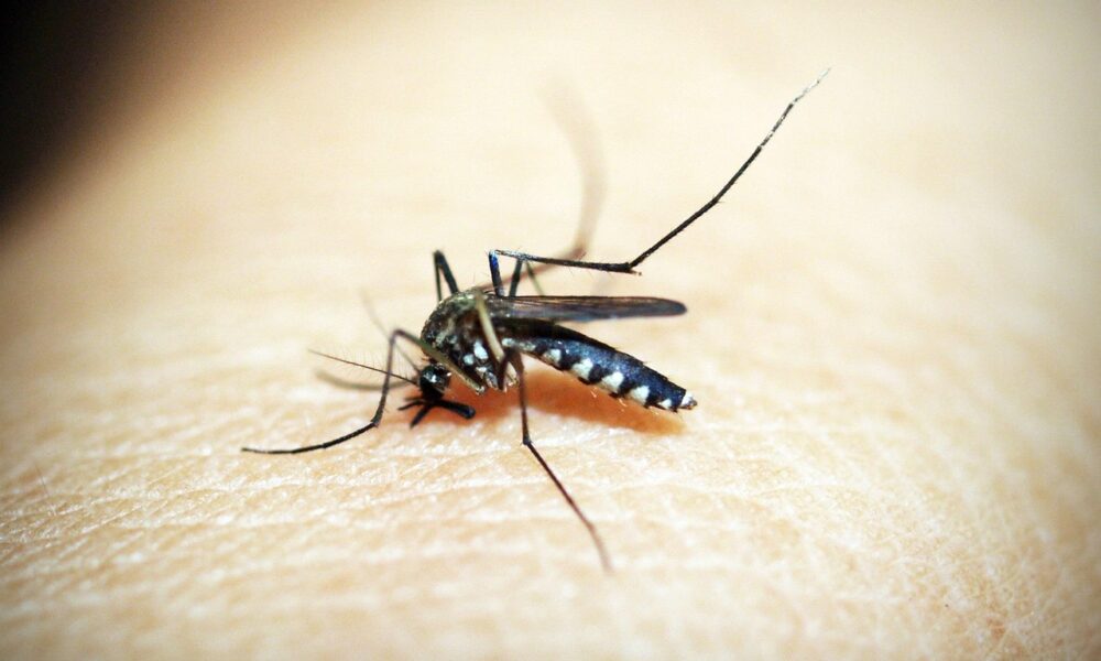Sobe para dois o número de casos de dengue em Tubarão