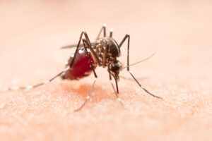 Tubarão registra quatro casos confirmados de dengue