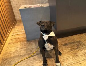 Jack, o cão comunitário, acompanha votação na Câmara
