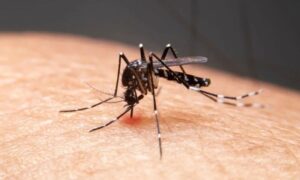Focos da dengue sobem 320% em Laguna