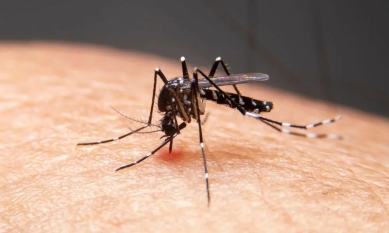 Focos da dengue sobem 320% em Laguna
