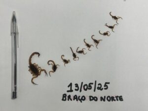 Mutirão encontra mais 11 escorpiões em Braço do Norte