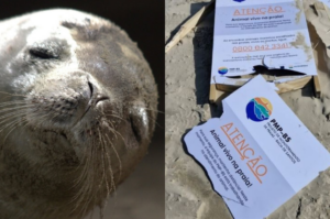 Litoral: área onde foca repousava é alvo de vandalismo