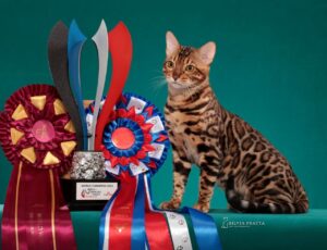 BC recebe Exposição Internacional de Gatos de Raça
