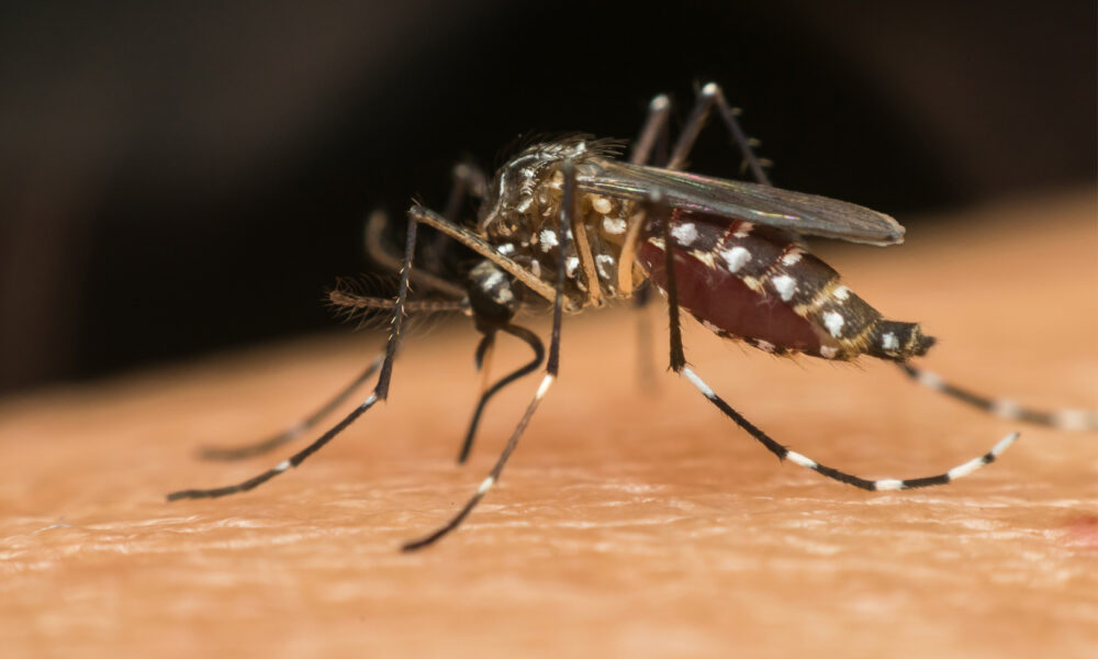 Criciúma segue sem casos locais de dengue em 2025