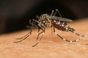 Criciúma segue sem casos locais de dengue em 2025
