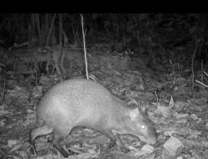 Vídeo: Fauna rara é flagrada em parque de SC