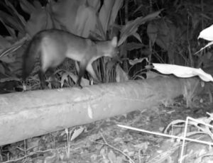 Espécie incomum é flagrada no litoral de SC