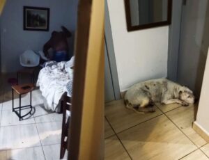 Homem é preso por maus-tratos a cães em SC