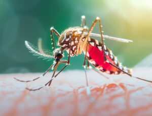 SC apresenta mais de 51 mil focos do mosquito da dengue