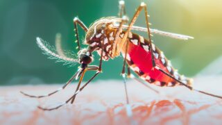 Itajai Confirma Segunda Morte Por Dengue Em 2025