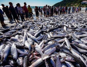 Justiça nega liminar contra cotas na pesca de tainha