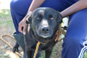 Adote um amigo de quatro patas