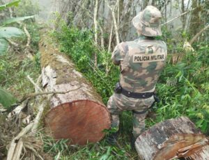 Operação combate desmatamento na Mata Atlântica em SC