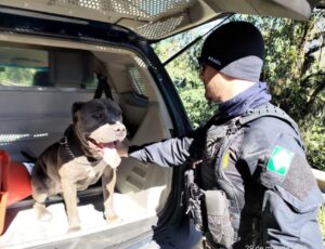 PRF resgata pitbull na BR-101 em Joinville