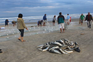 Temporada de pesca: trânsito na orla é regulamentado