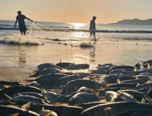 Temporada começa em Bombinhas com pesca de 300 tainhas